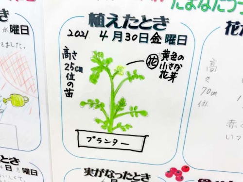 栽培日記のアップ