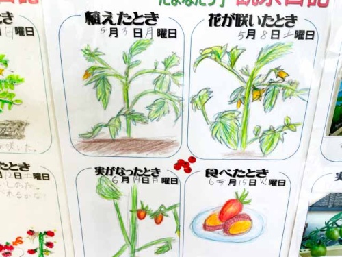 栽培日記のアップ