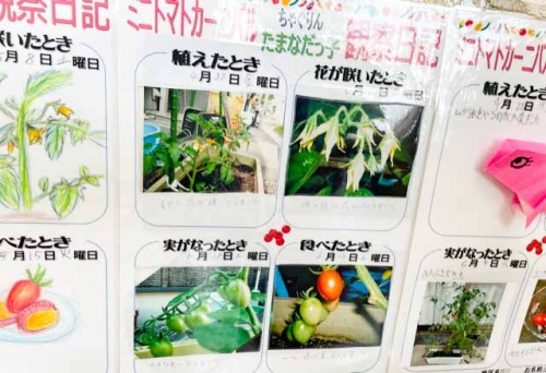 中央が悠乃ちゃんの栽培日記