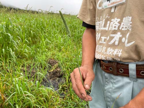 “チモシー”と呼ばれる牧草