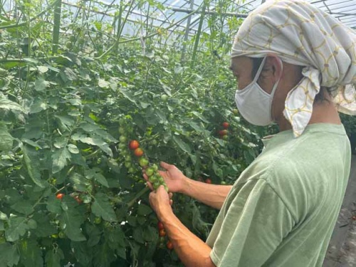 ミニトマトを収穫中