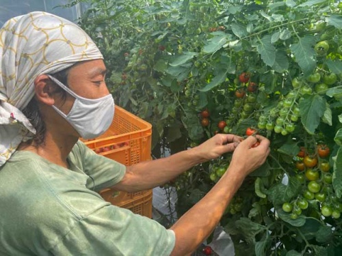 夢はトマト博士！
