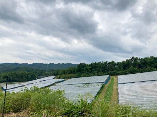 吉備中央農業公社 ピオーネ園