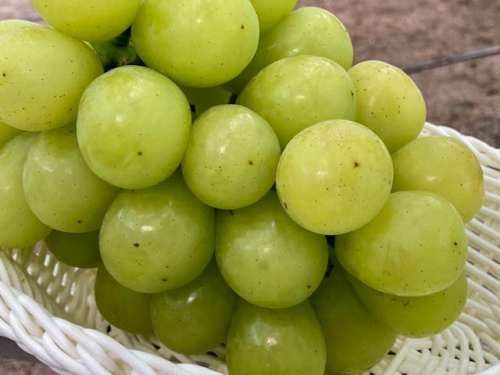 ジパングアップ