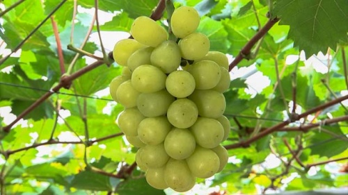 マスカットジパング