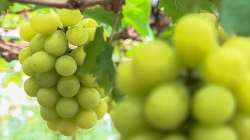 実ったマスカットジパング