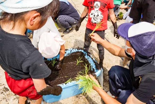 保育園でバケツ稲の植え付け