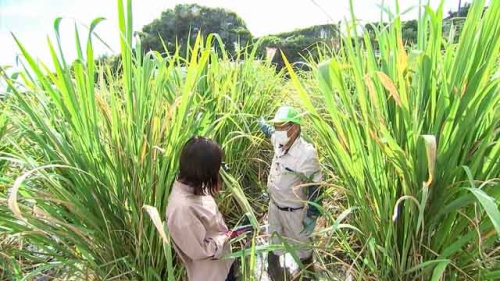 身長より高いマコモタケ