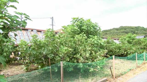 石井健一さんの畑