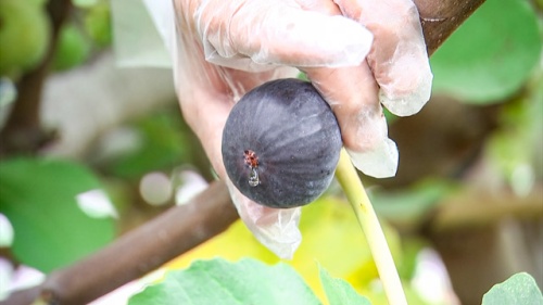 透明の蜜が溢れる