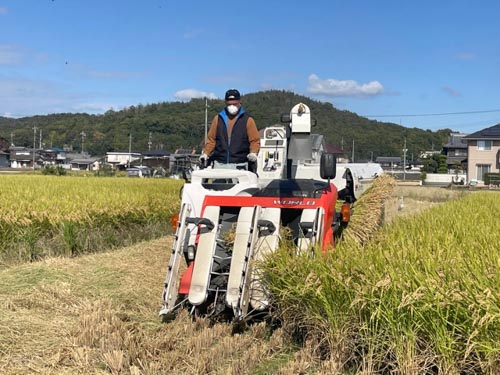 米の収穫