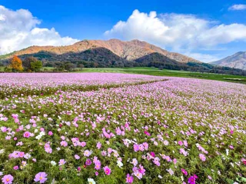 一面に広がるコスモスの花