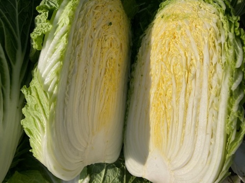 冬黄白菜