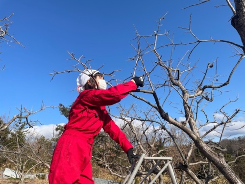 木を剪定する山部さん