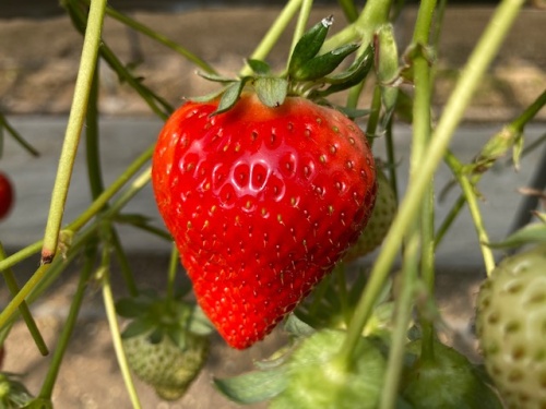とれたての柴田さんのイチゴ