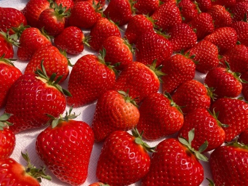 柴田さんのイチゴ