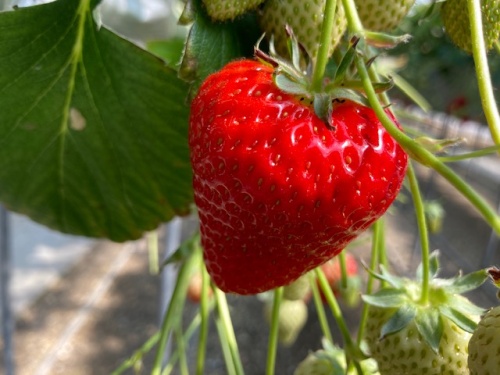 柴田さんのゆめのか