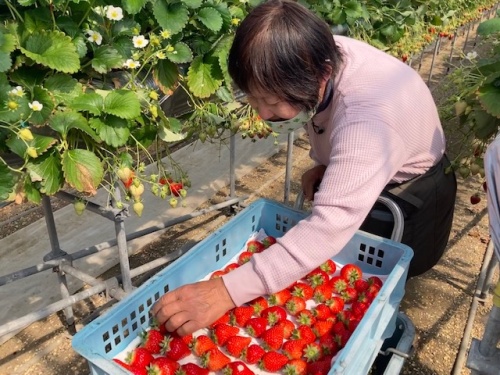 イチゴを収穫する柴田さん