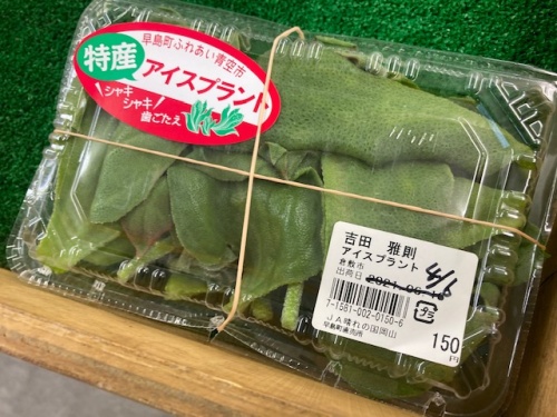 4月・5月が旬のアイスプラント