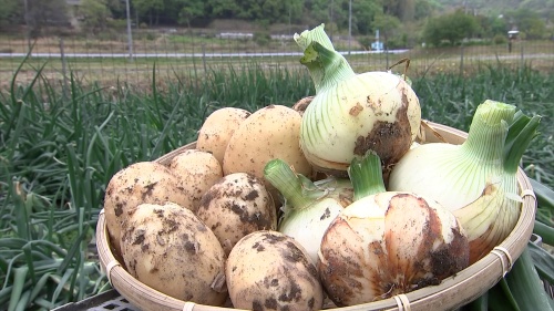 下見さんが作った野菜