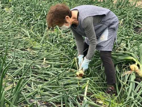 農作業する下見さん