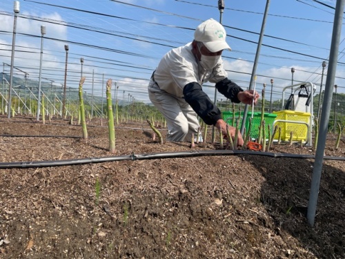 作業する中本さん