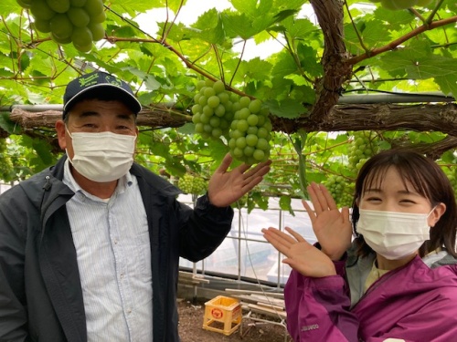 浅野さんが栽培しているマスカット