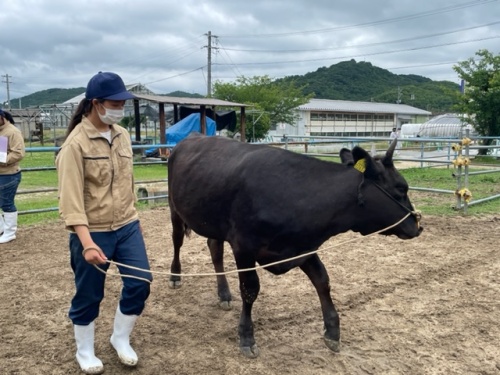 牛を調教する竹内さん