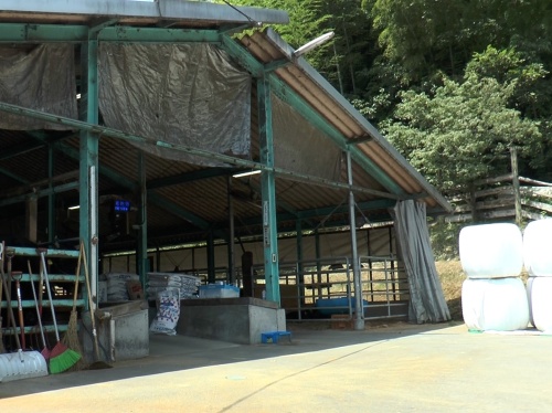 津山市下田邑にある和牛生産者の井原みかさんの農場