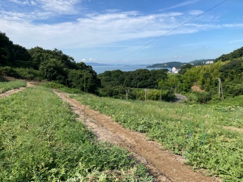 瀬戸内市長船町の藤岡昭平さんのスイカ畑