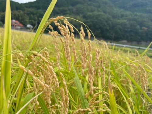四木さんの田んぼの稲