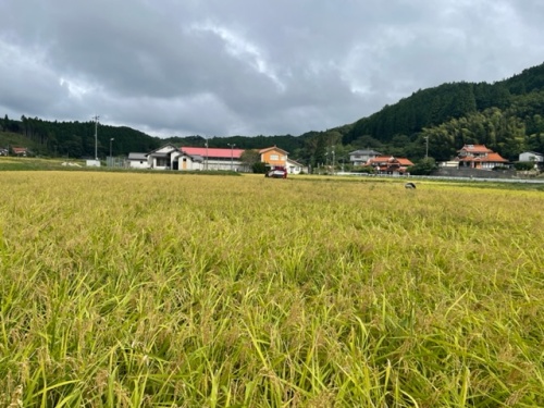 四木さんの田んぼ