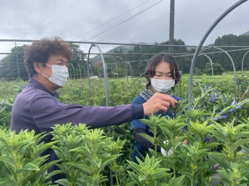 作業する吉原さん夫婦