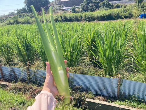 マコモタケ