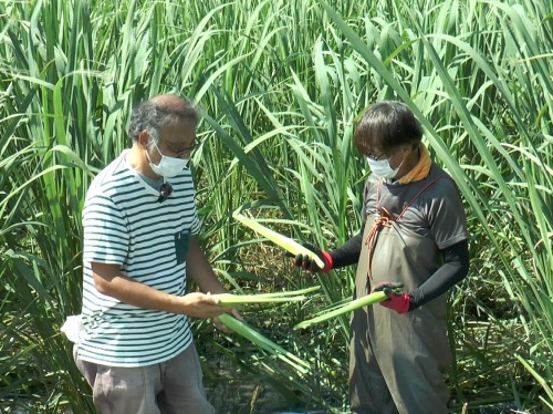 まこもたけの様子を見る片山さんと山中さん