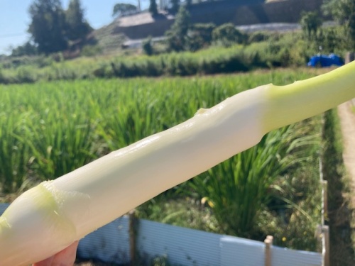 マコモタケ
