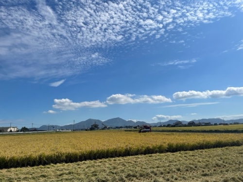 広い田んぼ