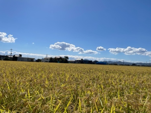 草のない特別栽培米のほ場