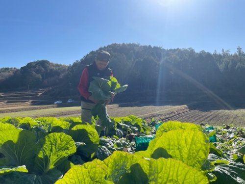 太陽の光が降り注ぐハクサイ