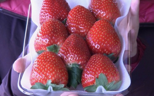 女性スタッフリポート JAグループ岡山 笑味（えみ）ちゃん天気予報