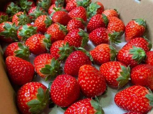 女性スタッフリポート JAグループ岡山 笑味（えみ）ちゃん天気予報