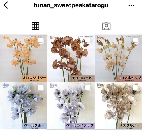 インスタグラムにアップしている船穂スイートピーのカタログ