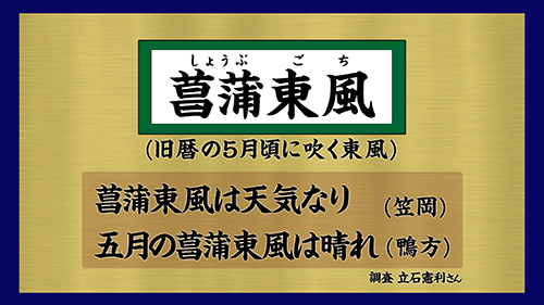 菖蒲東風とは？