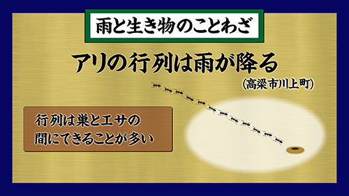 アリの行列は雨が降る