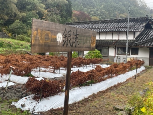 銀沫の畑