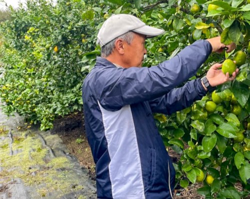 レモンを収穫する河﨑部会長
