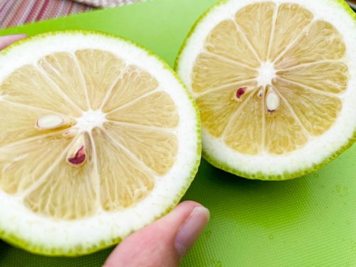 レモンを輪切りにした様子