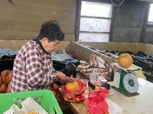 あたご梨の出荷準備をされている今井 恵美子さん