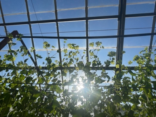 日当たりの良いププレラウムハウス