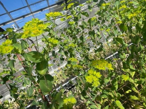 森さんが栽培しているブプレウラム